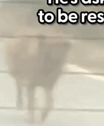 He hit the jackpot ❤️ @Mertakkoek told us rescuing Toto, and how he took him to his rescue and introduced him to a_part2