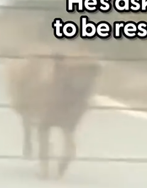 He hit the jackpot ❤️ @Mertakkoek told us rescuing Toto, and how he took him to his rescue and introduced him to a_part2