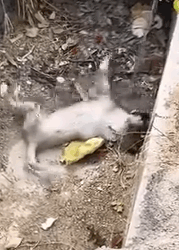 Part2.Animals Rescue #dogrescue #rescuedog #dogsofttiktok #foryoupage #foryou #dogs