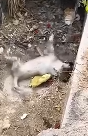 Part2.Animals Rescue #dogrescue #rescuedog #dogsofttiktok #foryoupage #foryou #dogs