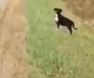 Woman Sees A Dog Run In Front Of Her Car And Becomes His Mom_part2