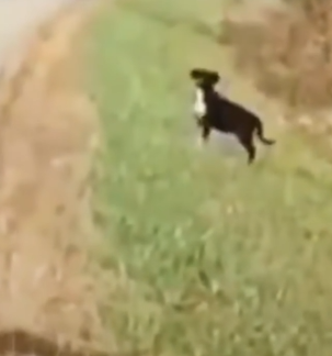 Woman Sees A Dog Run In Front Of Her Car And Becomes His Mom_part2