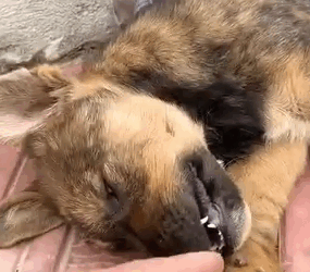 Part2.Animals Rescue #dogrescue #rescuedog #dogsofttiktok #foryoupage #foryou #dogs