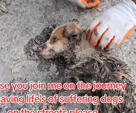 when we come together we can fight and stop animal abuse me and you we can do this together please you Join_part2