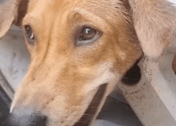 Part2.Animals Rescue #dogrescue #rescuedog #dogsofttiktok #foryoupage #foryou #dogs