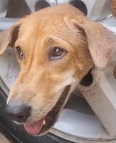 Part2.Animals Rescue #dogrescue #rescuedog #dogsofttiktok #foryoupage #foryou #dogs