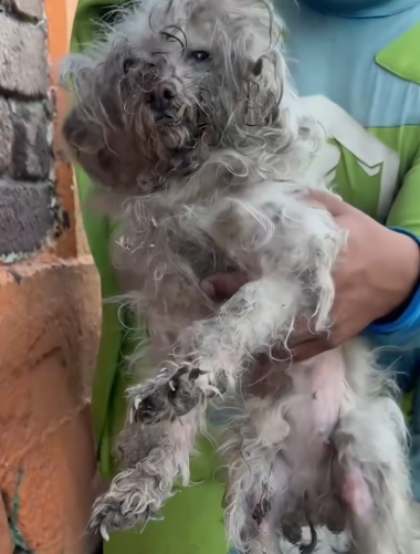 She was tucked against a wall for days, until Zadrigman came to give her the love she needed_part2