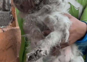 She was tucked against a wall for days, until Zadrigman came to give her the love she needed_part2