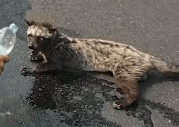 This civet rescue story is heartwarming 🐾🔥❤️_part2