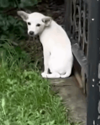 Wait till she starts following her rescuer around_part2