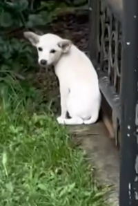 Wait till she starts following her rescuer around_part2