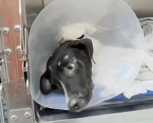 Part2.Animals Rescue #dogrescue #rescuedog #dogsofttiktok #foryoupage #foryou #dogs