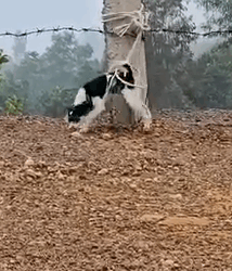 Part2.Animals Rescue #dogrescue #rescuedog #dogsofttiktok #foryoupage #foryou #dogs