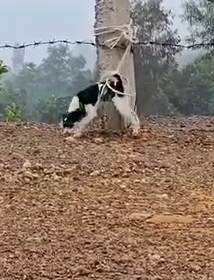 Part2.Animals Rescue #dogrescue #rescuedog #dogsofttiktok #foryoupage #foryou #dogs