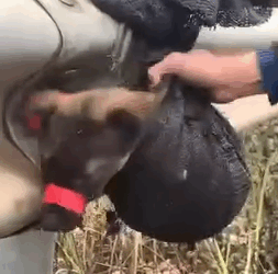 Part2.Animals Rescue #dogrescue #rescuedog #dogsofttiktok #foryoupage #foryou #dogs