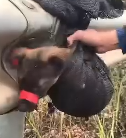 Part2.Animals Rescue #dogrescue #rescuedog #dogsofttiktok #foryoupage #foryou #dogs