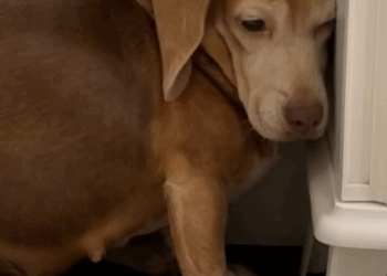 Couple Finds Senior Beagle In The Middle Of Nowhere_part2