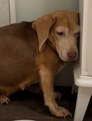 Couple Finds Senior Beagle In The Middle Of Nowhere_part2