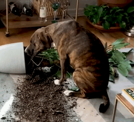 Woman Who Doesn’t Like Dogs Fosters A Destructive Pup_part2