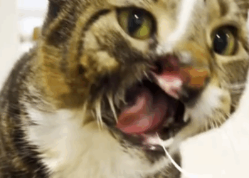 He loves screaming at his mom for more food 😂 Meagan told us how she never gave up on Figaro,_part2