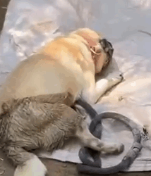 Part2.Animals Rescue #dogrescue #rescuedog #dogsofttiktok #foryoupage #foryou #dogs