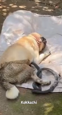 Part2.Animals Rescue #dogrescue #rescuedog #dogsofttiktok #foryoupage #foryou #dogs