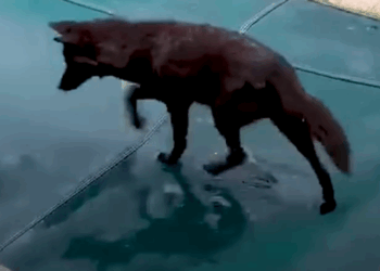 Coyote Spotted Playing With Neighborhood Dogs Meets Another Coyote_part2