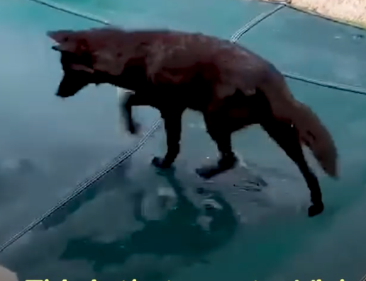 Coyote Spotted Playing With Neighborhood Dogs Meets Another Coyote_part2