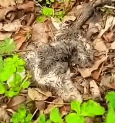 parte 1 rescue of a small fox abandoned but the brothers had died took him and adopted him❤️ #man #rescue #f_part2