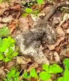 parte 1 rescue of a small fox abandoned but the brothers had died took him and adopted him❤️ #man #rescue #f_part2