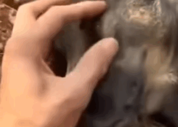 Part2.Animals Rescue #dogrescue #rescuedog #dogsofttiktok #foryoupage #foryou #dogs