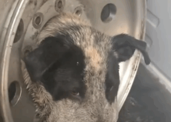 He was so confused when he woke up and the tire was gone — wait to see him get his first bath_part2