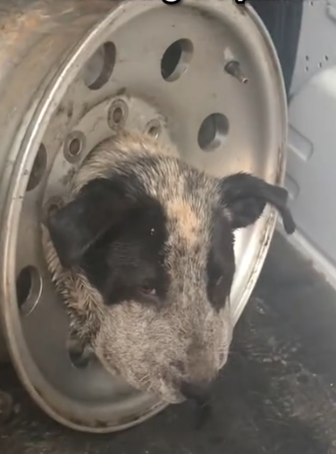 He was so confused when he woke up and the tire was gone — wait to see him get his first bath_part2