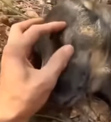 Part2.Animals Rescue #dogrescue #rescuedog #dogsofttiktok #foryoupage #foryou #dogs