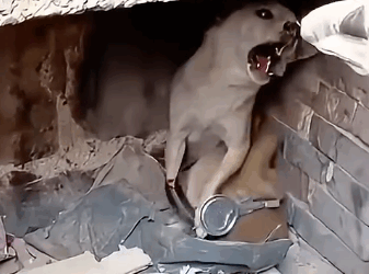 Part2.Animals Rescue #dogrescue #rescuedog #dogsofttiktok #foryoupage #foryou #dogs