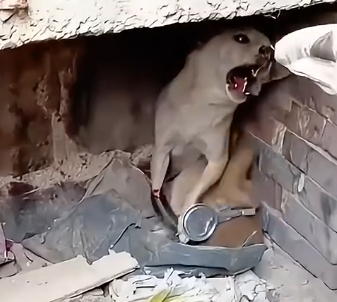 Part2.Animals Rescue #dogrescue #rescuedog #dogsofttiktok #foryoupage #foryou #dogs