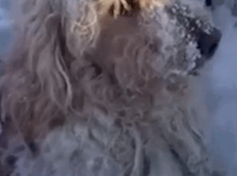 Dog Found In Freezing Snow Loves Lying By Fireplace Now_part2