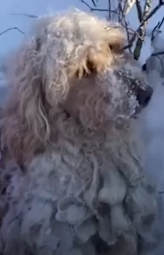 Dog Found In Freezing Snow Loves Lying By Fireplace Now_part2