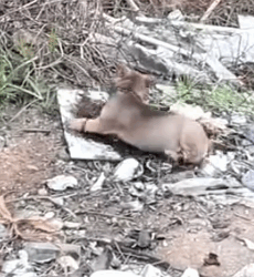 Part2.Animals Rescue #dogrescue #rescuedog #dogsofttiktok #foryoupage #foryou #dogs