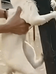 parte 6 rescue animals in a flood in trouble❤️ #heroes #rescue #cat #dog #puppy #helpkitten_part2