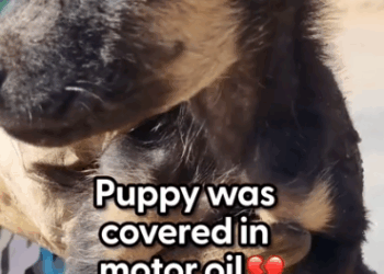 He was so trusting and loving to the people that saved him 🥹 Rachael from_part2