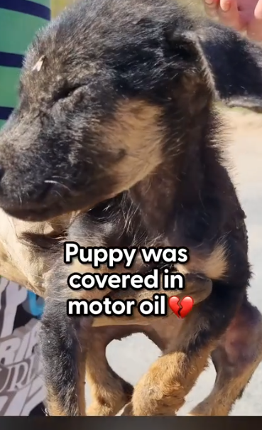 He was so trusting and loving to the people that saved him 🥹 Rachael from_part2