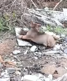 Part2.Animals Rescue #dogrescue #rescuedog #dogsofttiktok #foryoupage #foryou #dogs