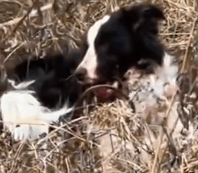 Part2.Animals Rescue #dogrescue #rescuedog #dogsofttiktok #foryoupage #foryou #dogs