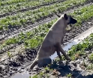 Dog Has The Best Reaction When He Reunites With His Rescuer_part2