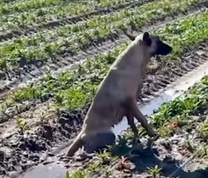 Dog Has The Best Reaction When He Reunites With His Rescuer_part2