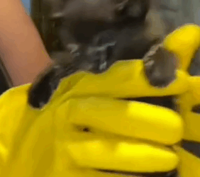 parte 6 rescue of a small kitten abandoned outside in the street near my house❤️ #heroes #rescue #kitten_part2