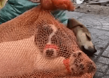 Part2.Animals Rescue #dogrescue #rescuedog #dogsofttiktok #foryoupage #foryou #dogs