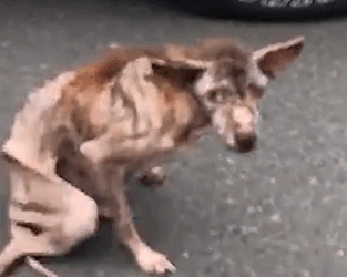 He’s such a chunky bear now 🥹 Prue from @Mission Paws’ible told us about how Charlie’s former family was_part2