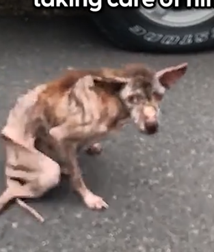 He’s such a chunky bear now 🥹 Prue from @Mission Paws’ible told us about how Charlie’s former family was_part2